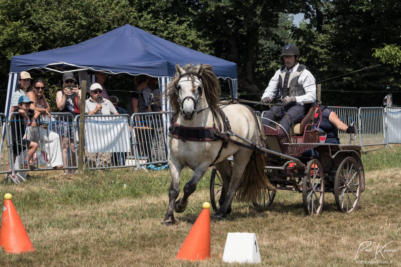 Puledra Highland In vendita 2026 Grigio ,  BALMORAL MACGREGOR