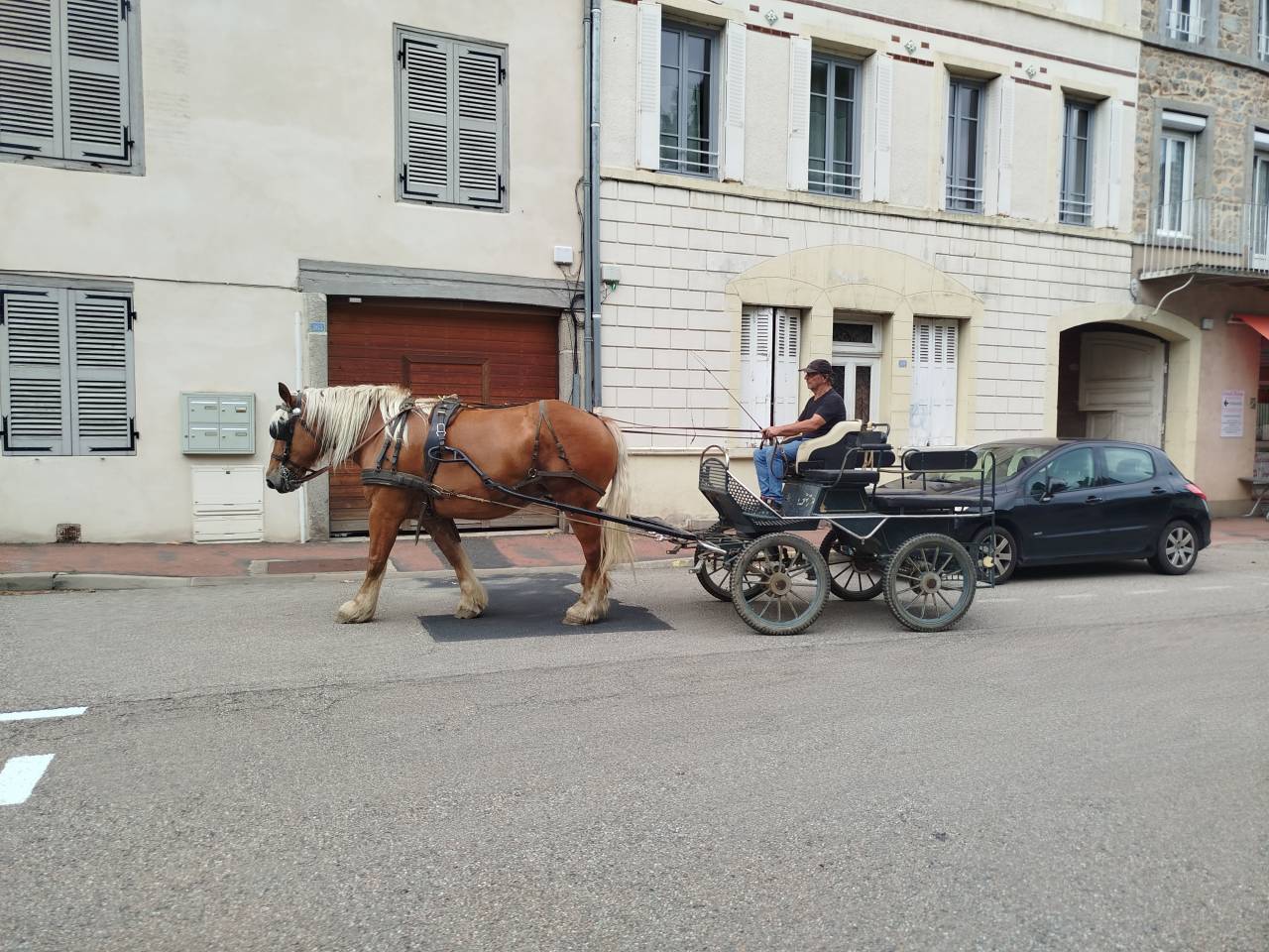 Cavalla Tiro Comtois In vendita 2021 Sauro