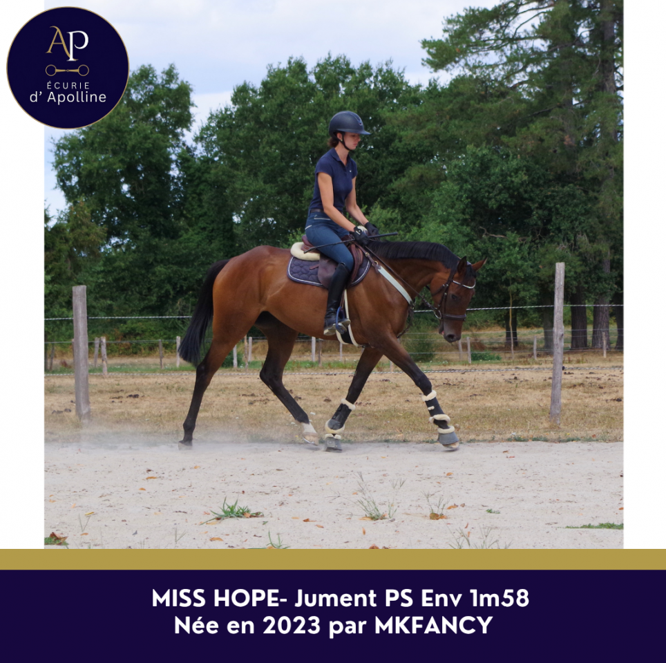 Cavalla Purosangue In vendita 2023 Baio