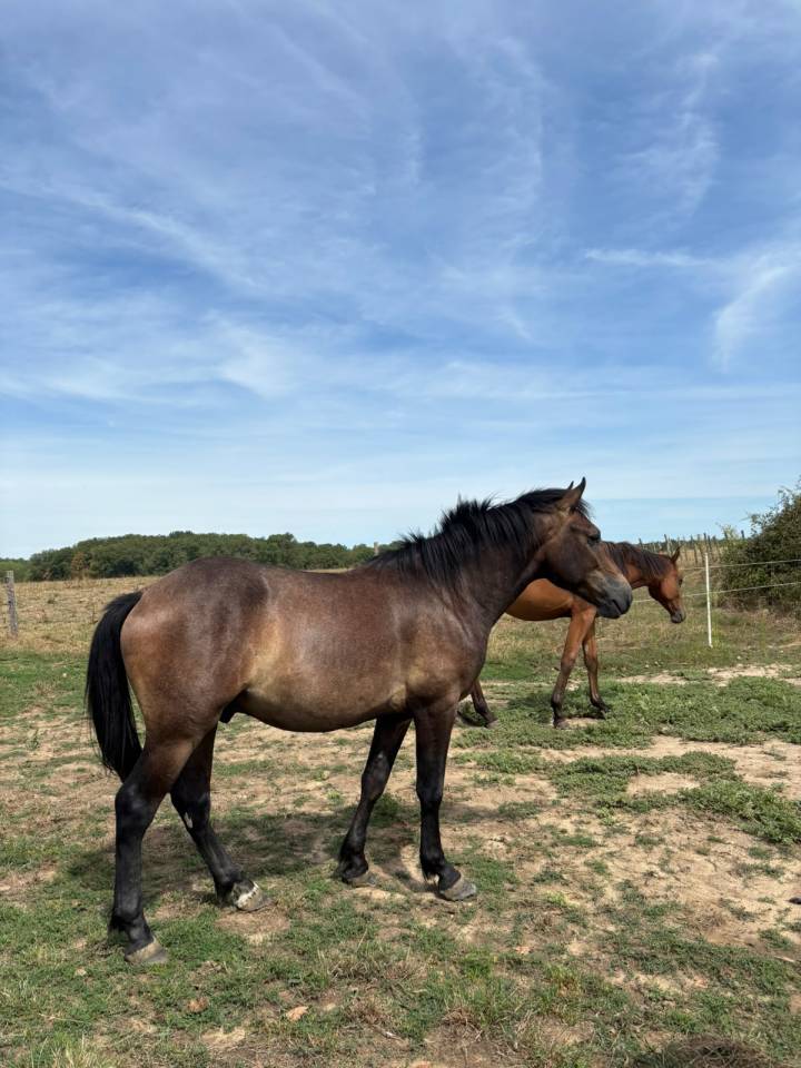 Intero New Forest In vendita 2024 Baio ,  ROB ROY DU GARON