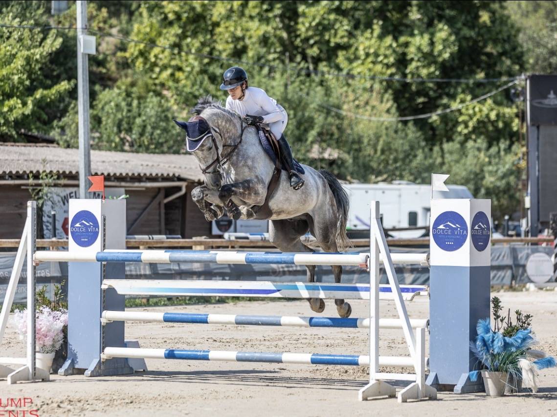 Castrone Sella Francese In vendita 2019 Grigio