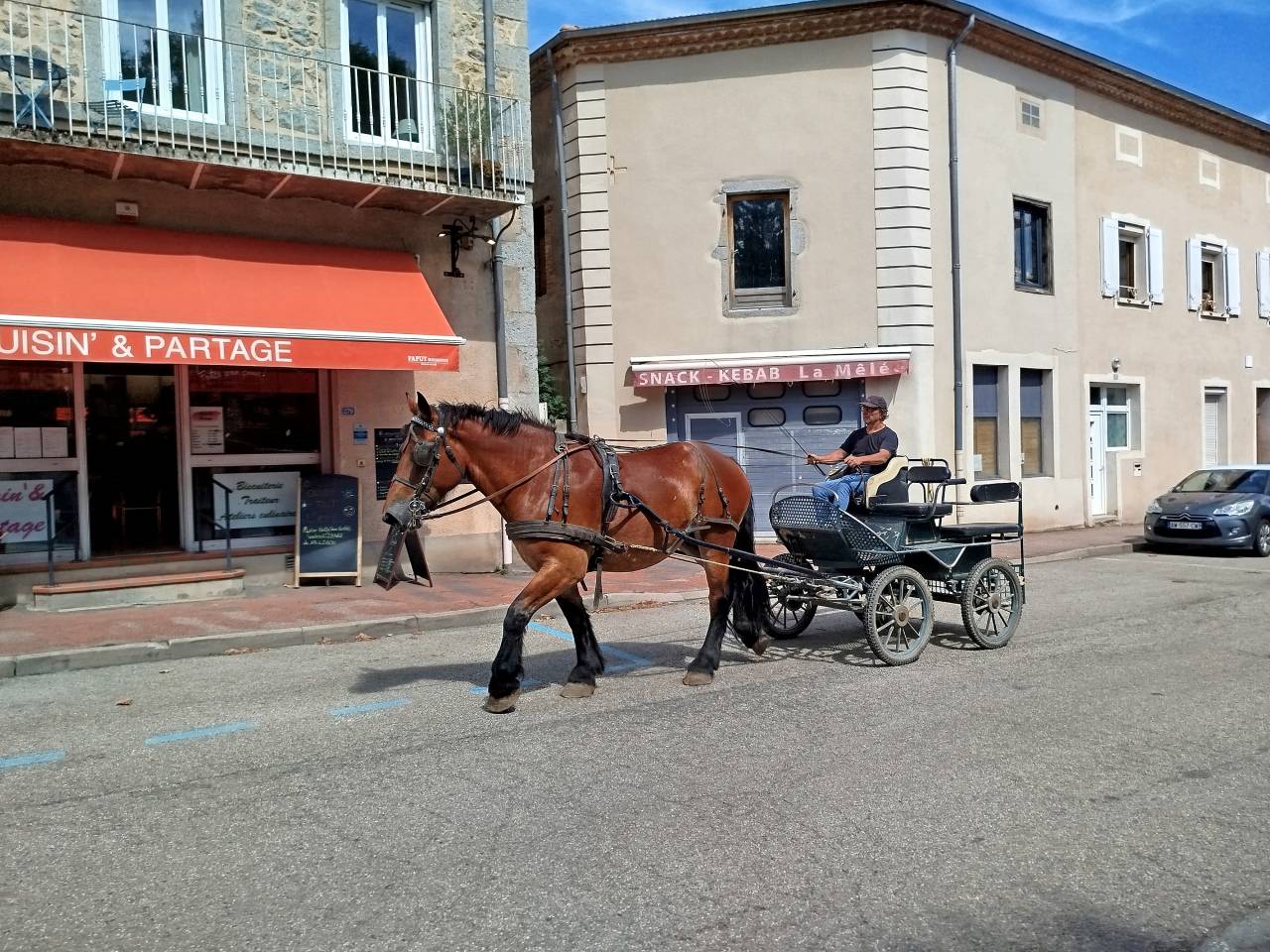 Cavalla Tiro Auxois In vendita 2022 Baio