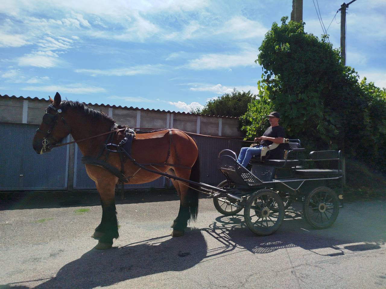 Cavalla Tiro Auxois In vendita 2022 Baio