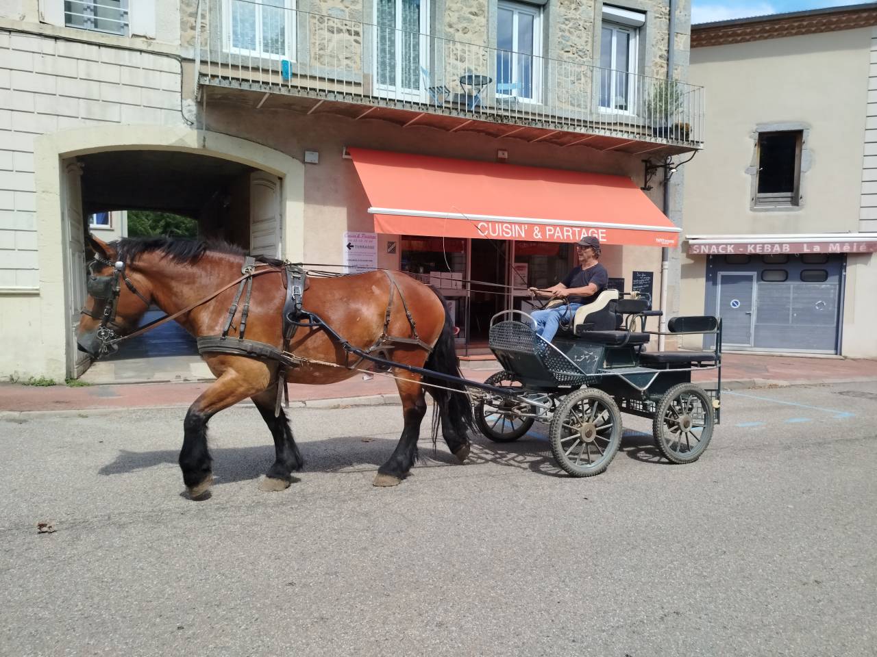 Cavalla Tiro Auxois In vendita 2022 Baio