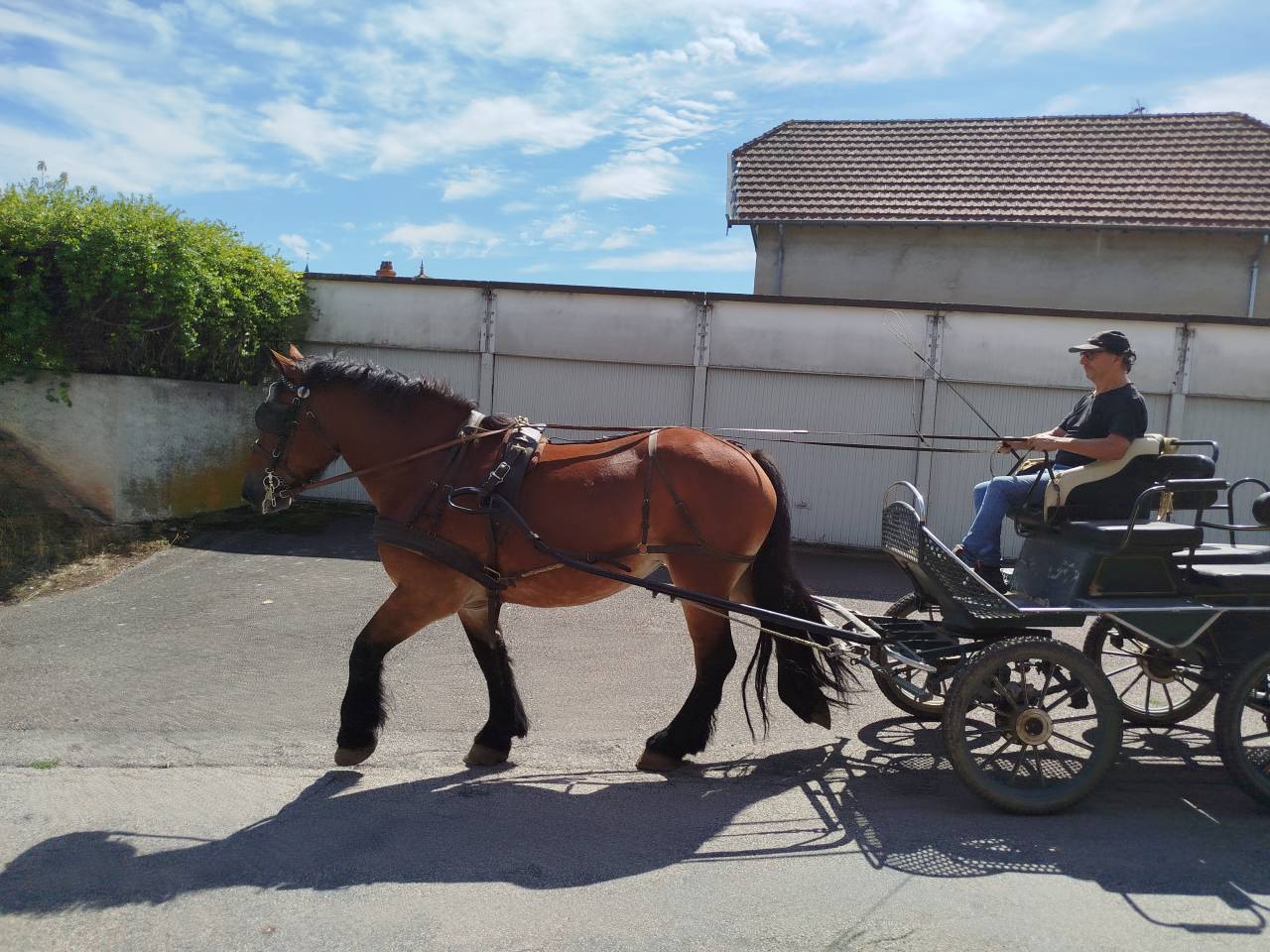 Cavalla Tiro Auxois In vendita 2022 Baio