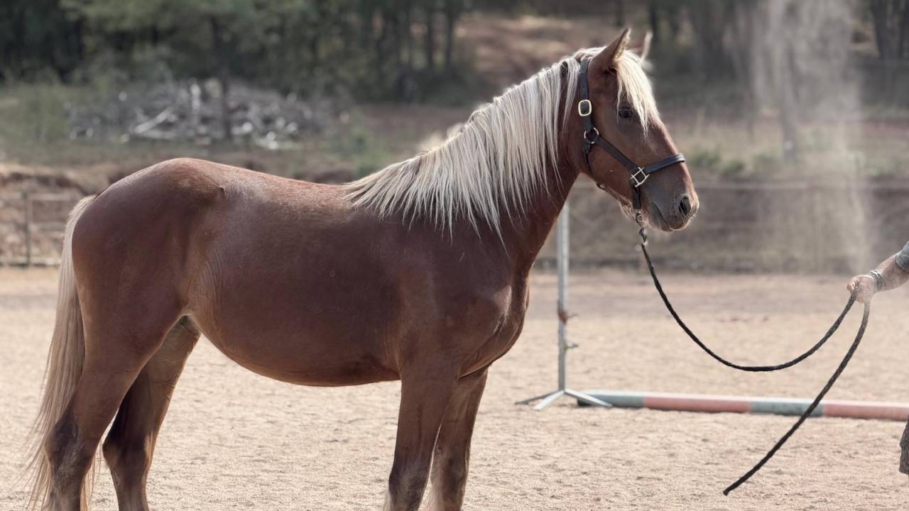 Cavalla Origine non conosciuta  In vendita 2024 Crine lavato