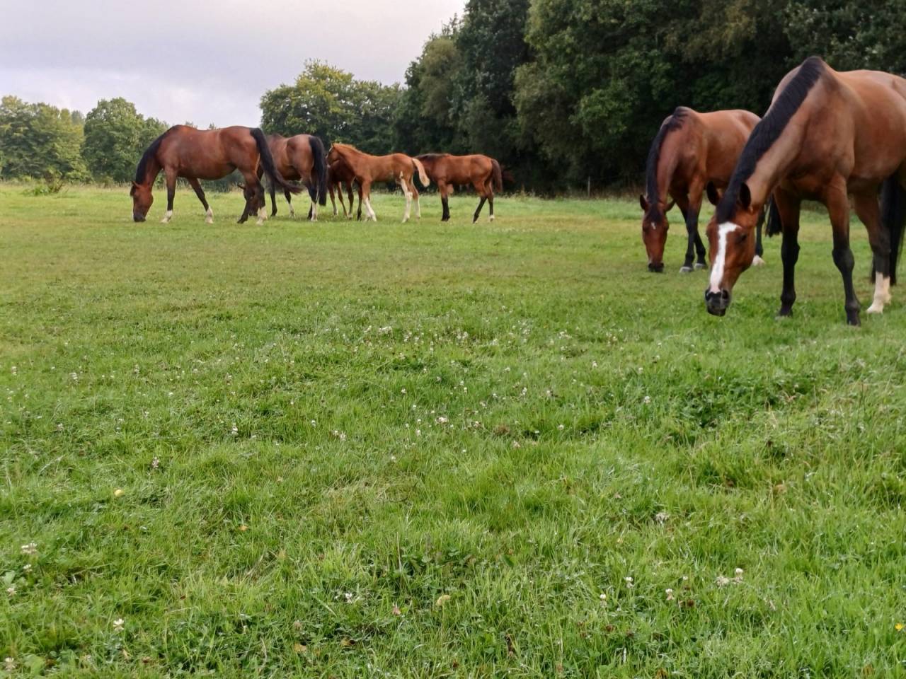 Cavalla Sella Francese In vendita 2019 Baio ,  URANO DE CARTIGNY