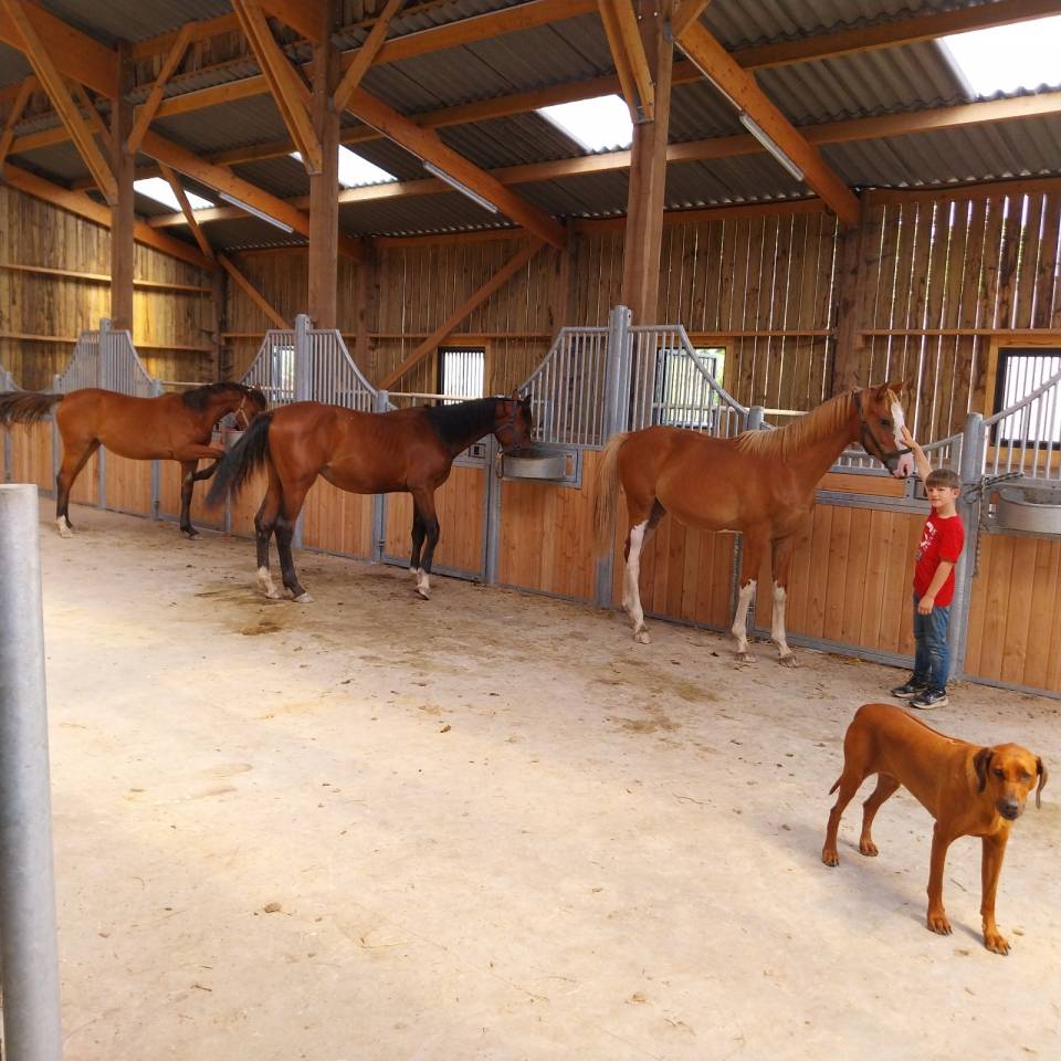 Cavalla Sella Francese In vendita 2019 Baio ,  URANO DE CARTIGNY