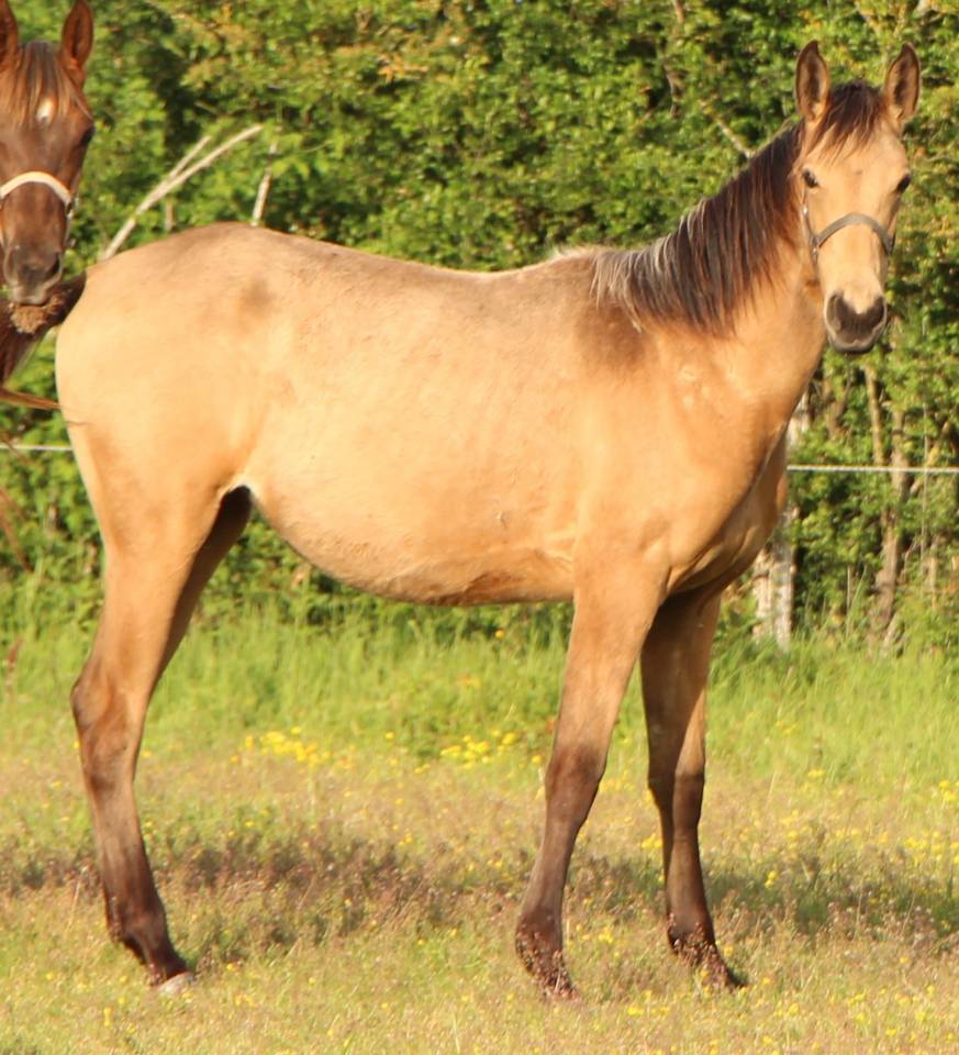 Puledra Sella Francese In vendita 2025 Isabella