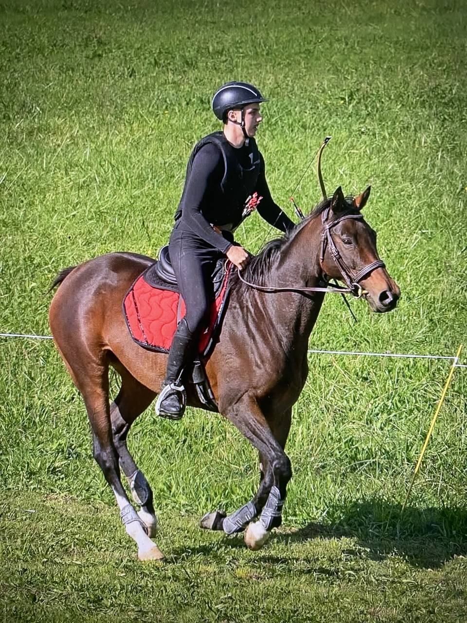 Cavalla AQPS In vendita 2016 Baio ,  Indian Daffodil
