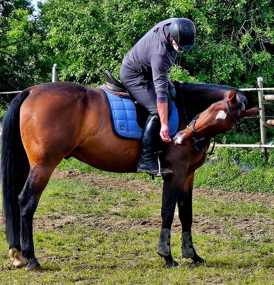Castrone Zangersheide In vendita 2018 Baio
