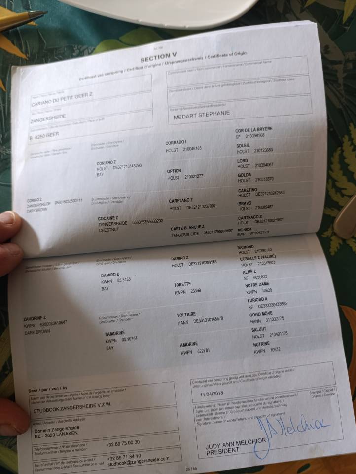 Castrone Zangersheide In vendita 2018 Baio