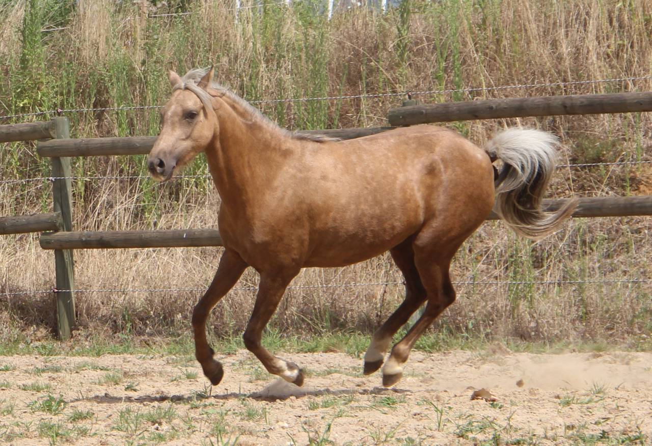 Cavalla Welsh Poney (Sezione B) In vendita 2020 Palomino ,  NORTHLIGHT CONCERTO