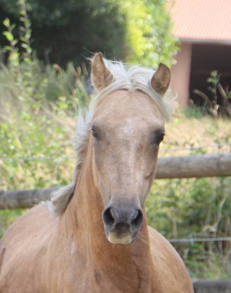 Cavalla Welsh Poney (Sezione B) In vendita 2020 Palomino ,  NORTHLIGHT CONCERTO