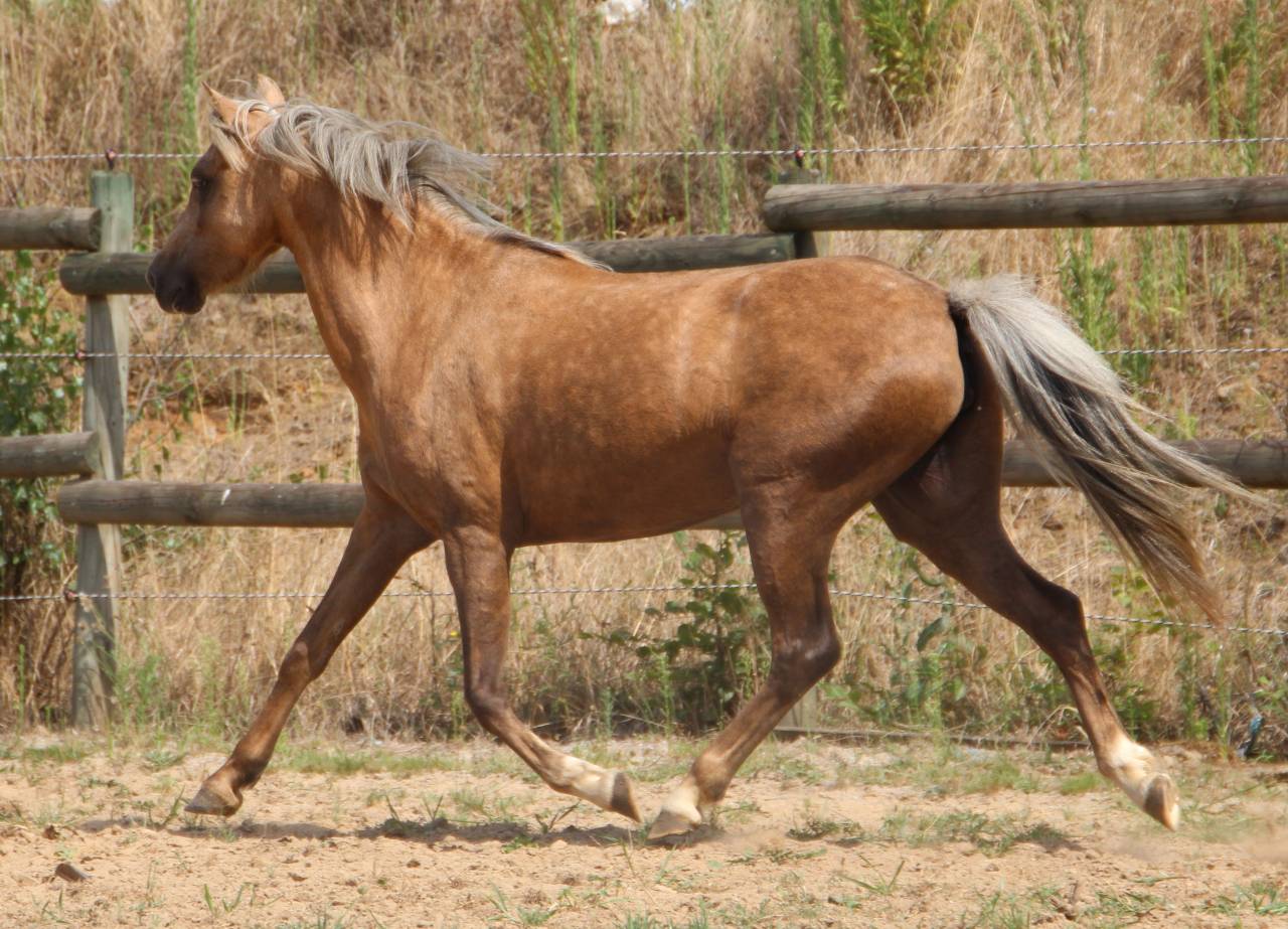 Cavalla Welsh Poney (Sezione B) In vendita 2020 Palomino ,  NORTHLIGHT CONCERTO