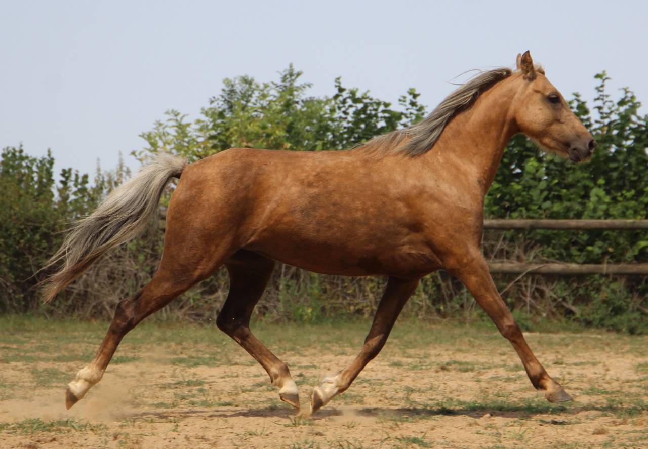 Cavalla Welsh Poney (Sezione B) In vendita 2020 Palomino ,  NORTHLIGHT CONCERTO