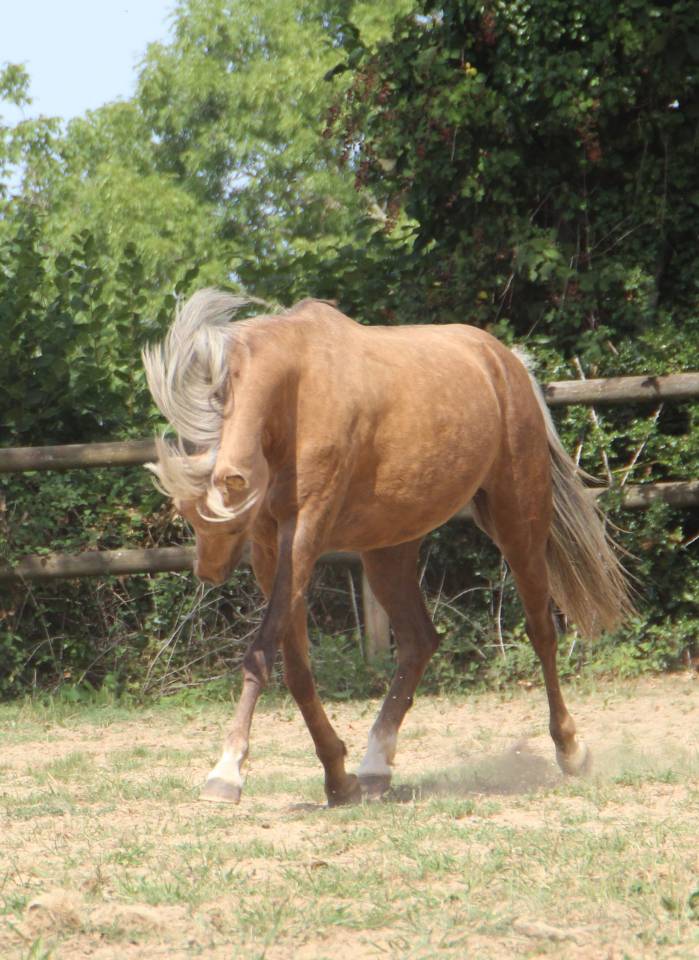 Cavalla Welsh Poney (Sezione B) In vendita 2020 Palomino ,  NORTHLIGHT CONCERTO