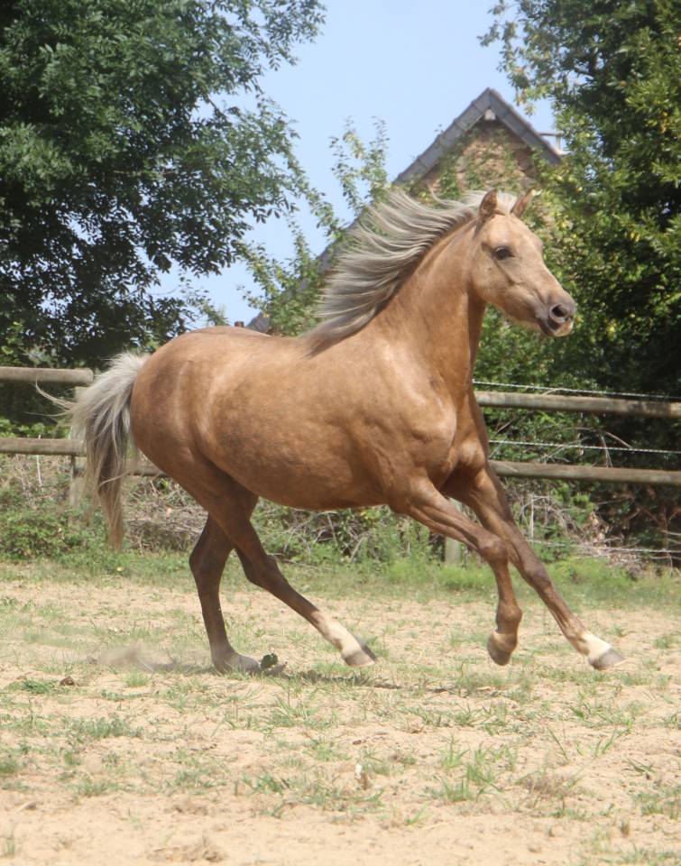 Cavalla Welsh Poney (Sezione B) In vendita 2020 Palomino ,  NORTHLIGHT CONCERTO