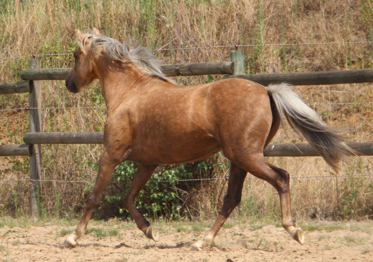 Cavalla Welsh Poney (Sezione B) In vendita 2020 Palomino ,  NORTHLIGHT CONCERTO