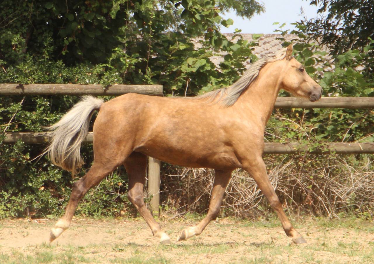 Cavalla Welsh Poney (Sezione B) In vendita 2020 Palomino ,  NORTHLIGHT CONCERTO