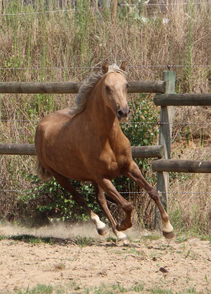 Cavalla Welsh Poney (Sezione B) In vendita 2020 Palomino ,  NORTHLIGHT CONCERTO