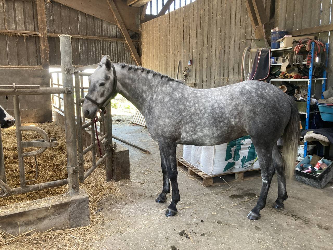 Cavalla PFS Pony Francese da Sella In vendita 2022 Grigio