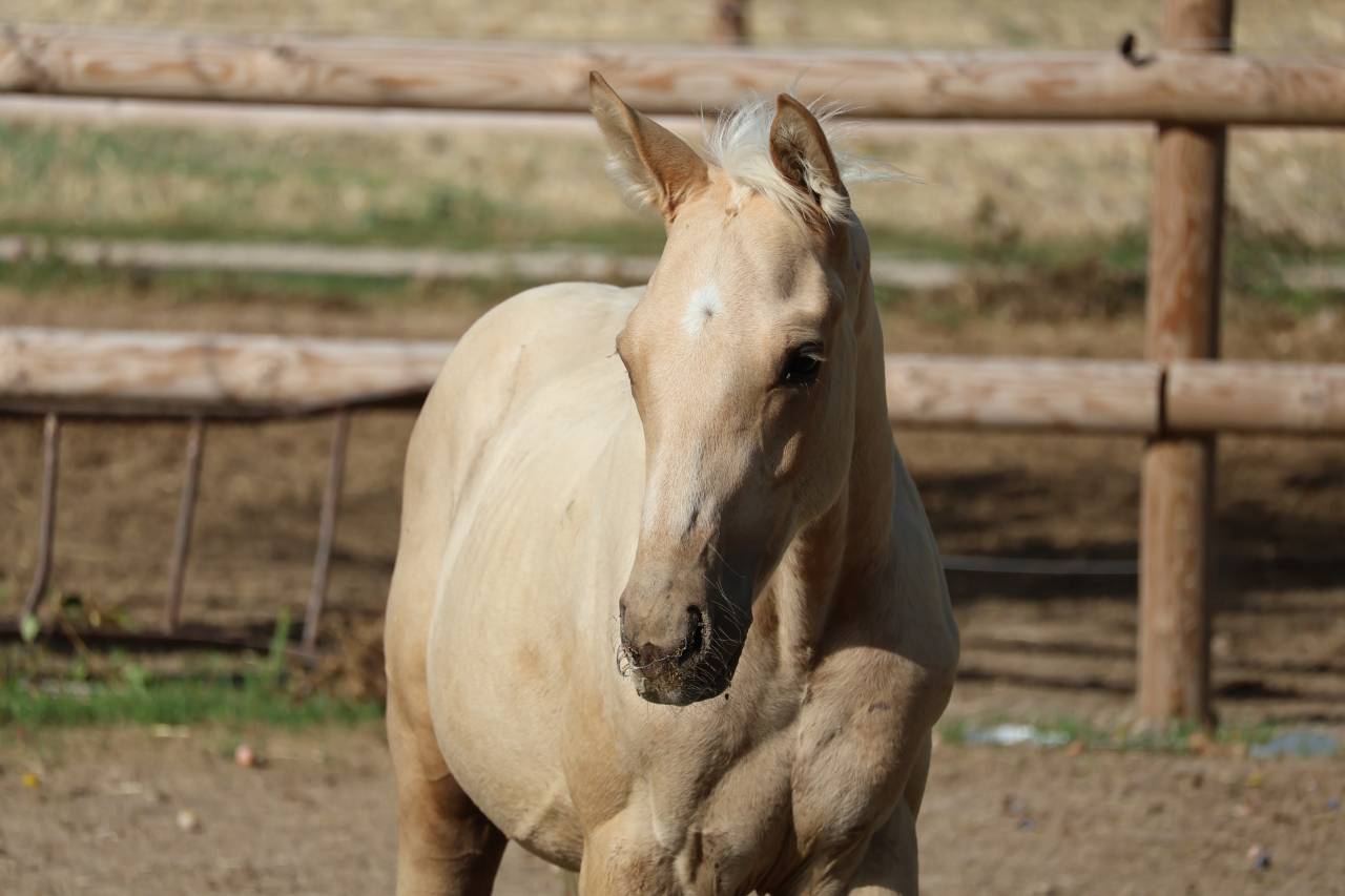 Puledro Zangersheide In vendita 2026 Palomino ,  Silverlinnings St georges