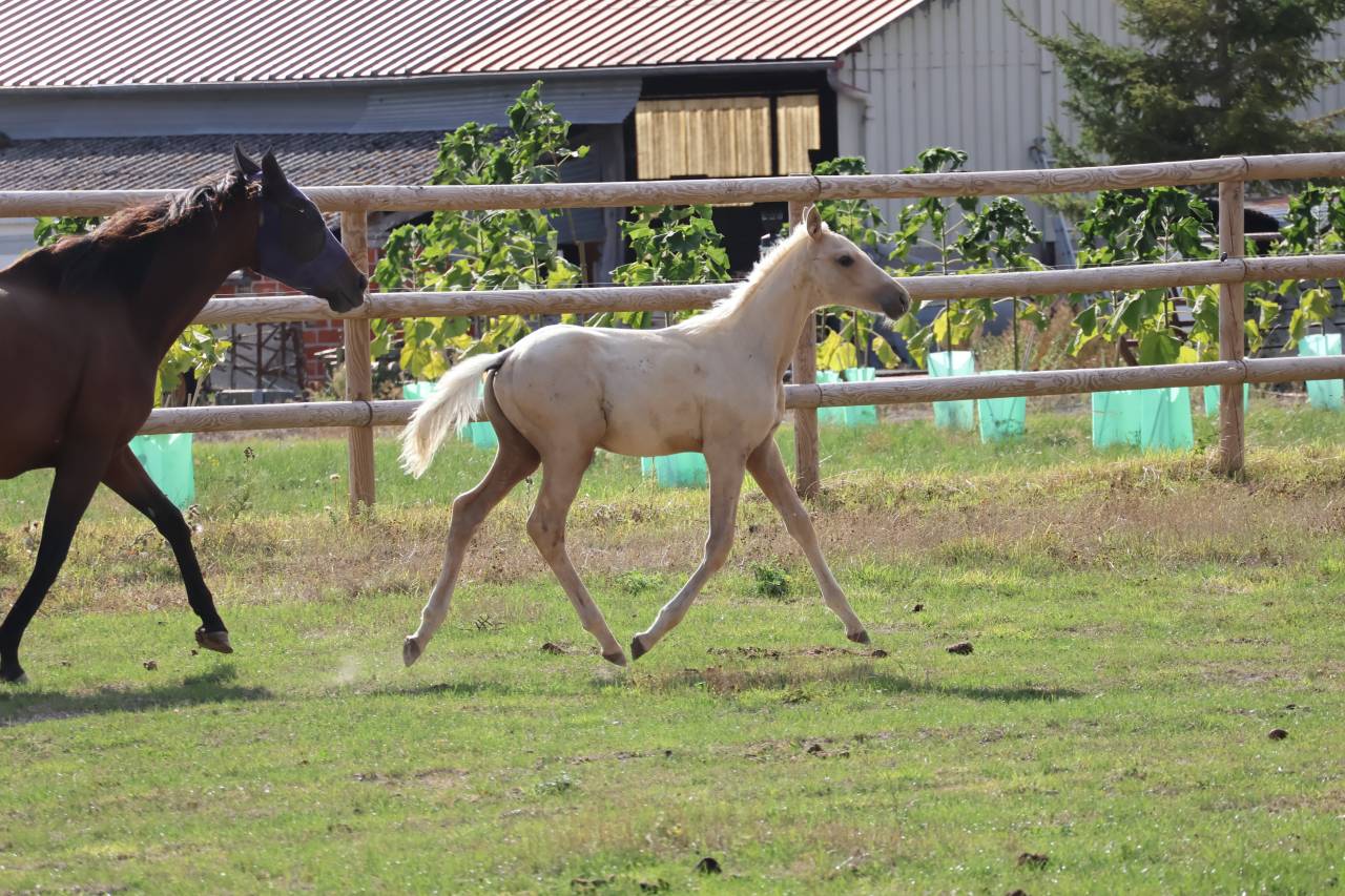 Puledro Zangersheide In vendita 2026 Palomino ,  Silverlinnings St georges