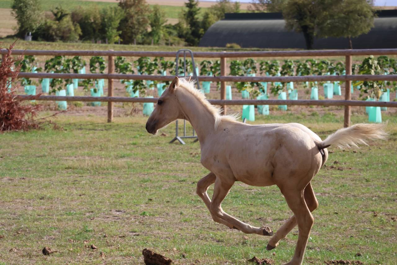 Puledro Zangersheide In vendita 2026 Palomino ,  Silverlinnings St georges