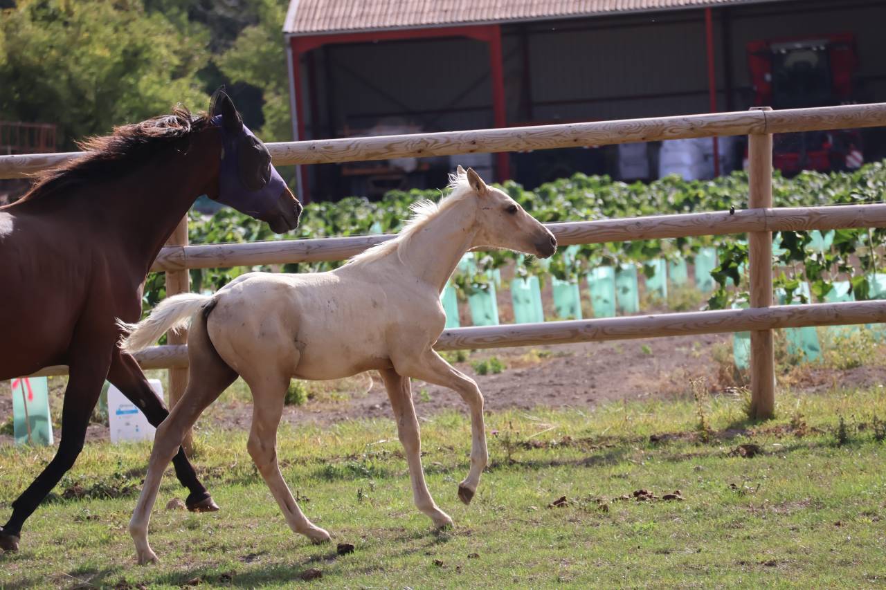 Puledro Zangersheide In vendita 2026 Palomino ,  Silverlinnings St georges
