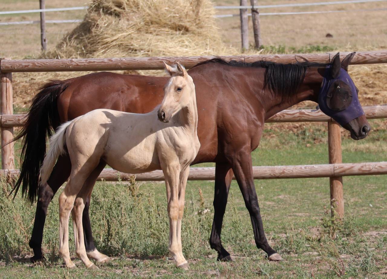Puledro Zangersheide In vendita 2026 Palomino ,  Silverlinnings St georges