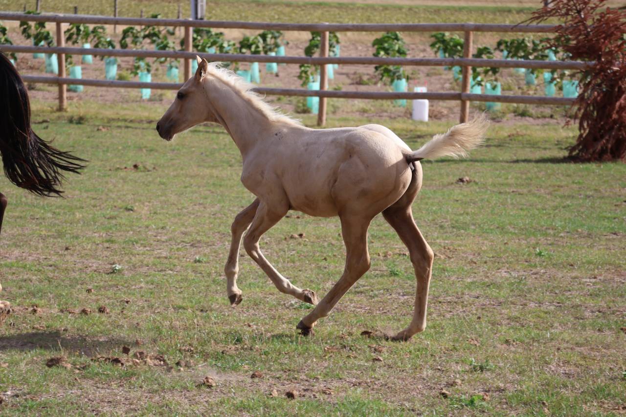 Puledro Zangersheide In vendita 2026 Palomino ,  Silverlinnings St georges