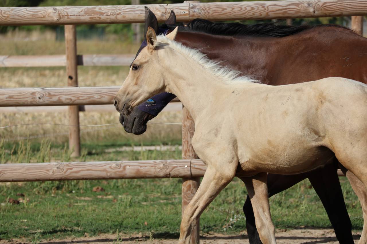 Puledro Zangersheide In vendita 2026 Palomino ,  Silverlinnings St georges