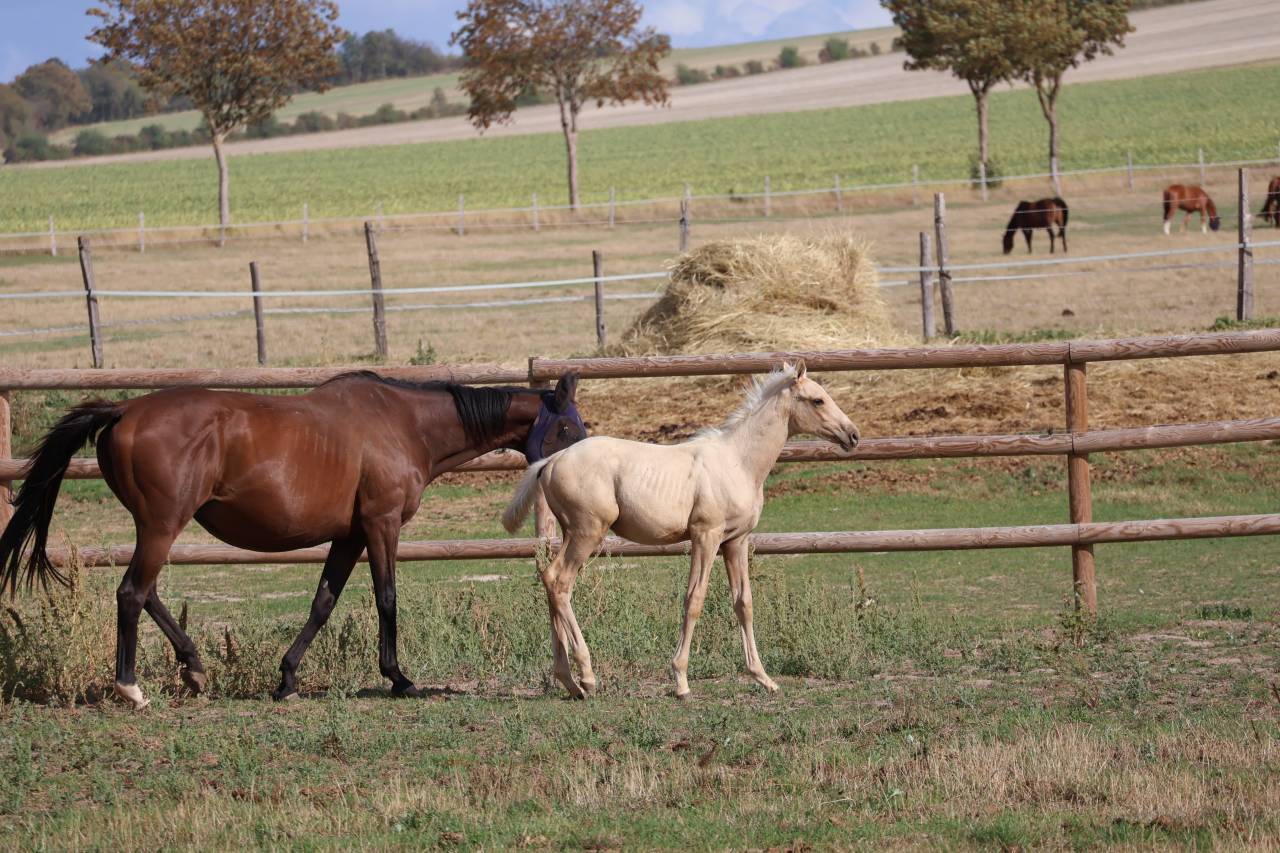 Puledro Zangersheide In vendita 2026 Palomino ,  Silverlinnings St georges