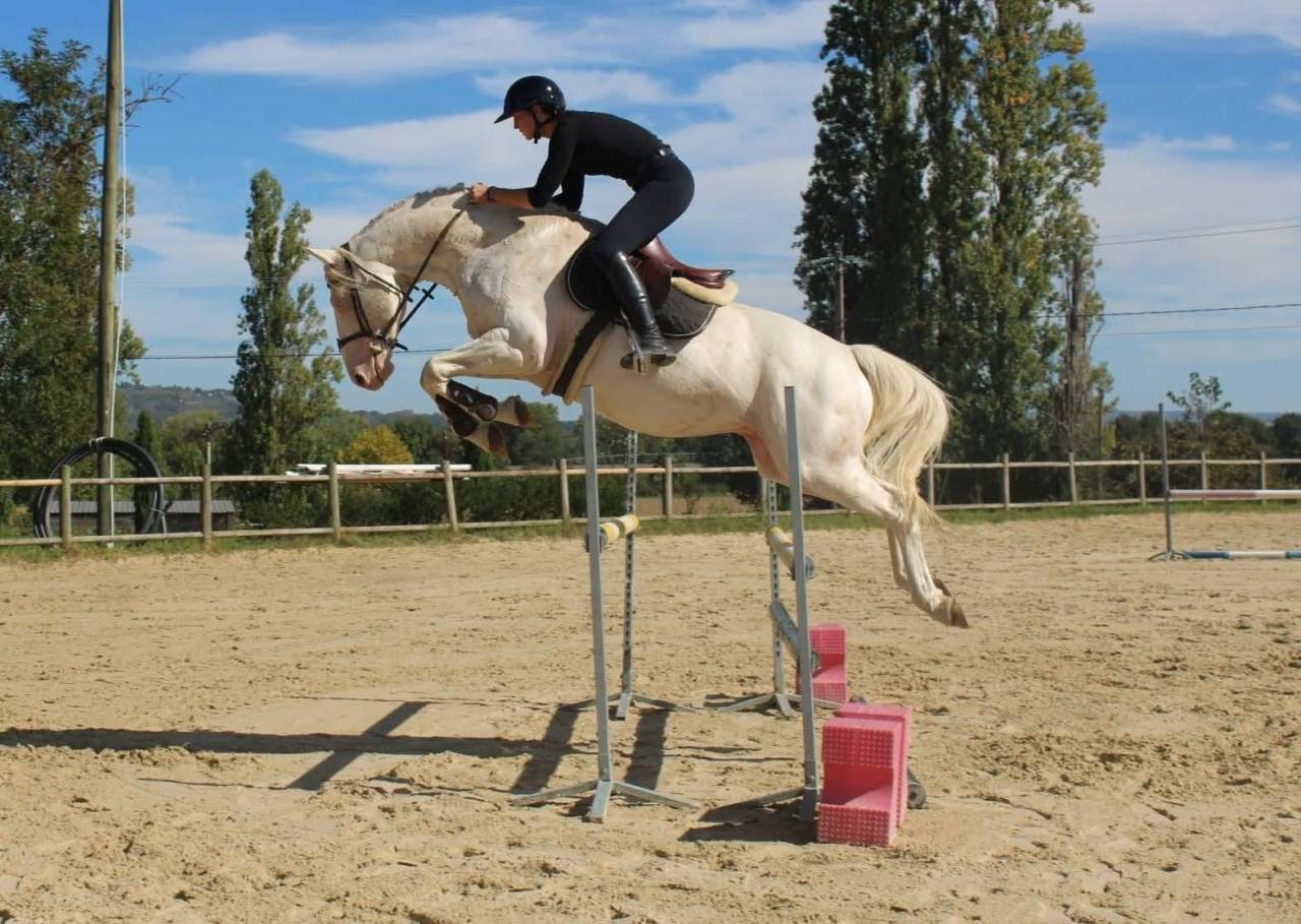 Puledro Zangersheide In vendita 2026 Palomino ,  Silverlinnings St georges