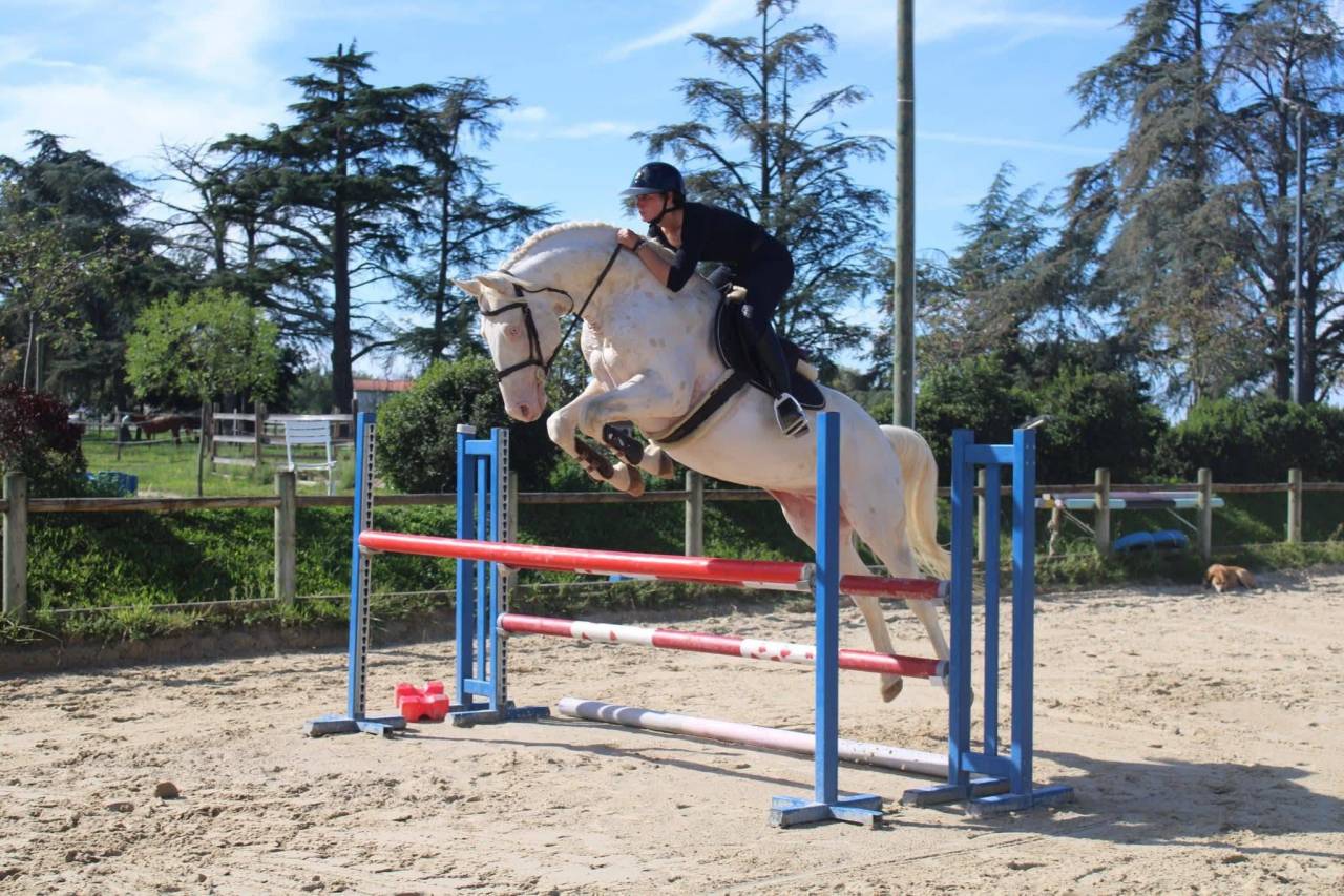 Puledro Zangersheide In vendita 2026 Palomino ,  Silverlinnings St georges