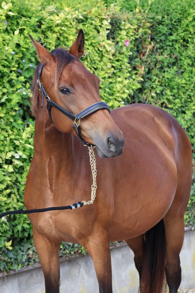 Cavalla Sella Francese In vendita 2016 Baio ,  READY BOY DES FORETS
