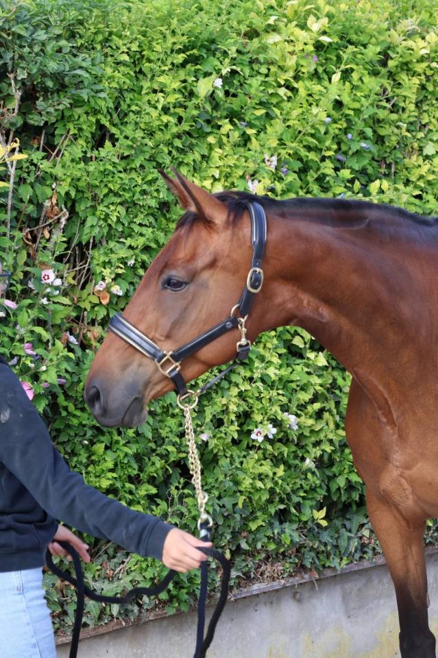 Cavalla Sella Francese In vendita 2016 Baio ,  READY BOY DES FORETS