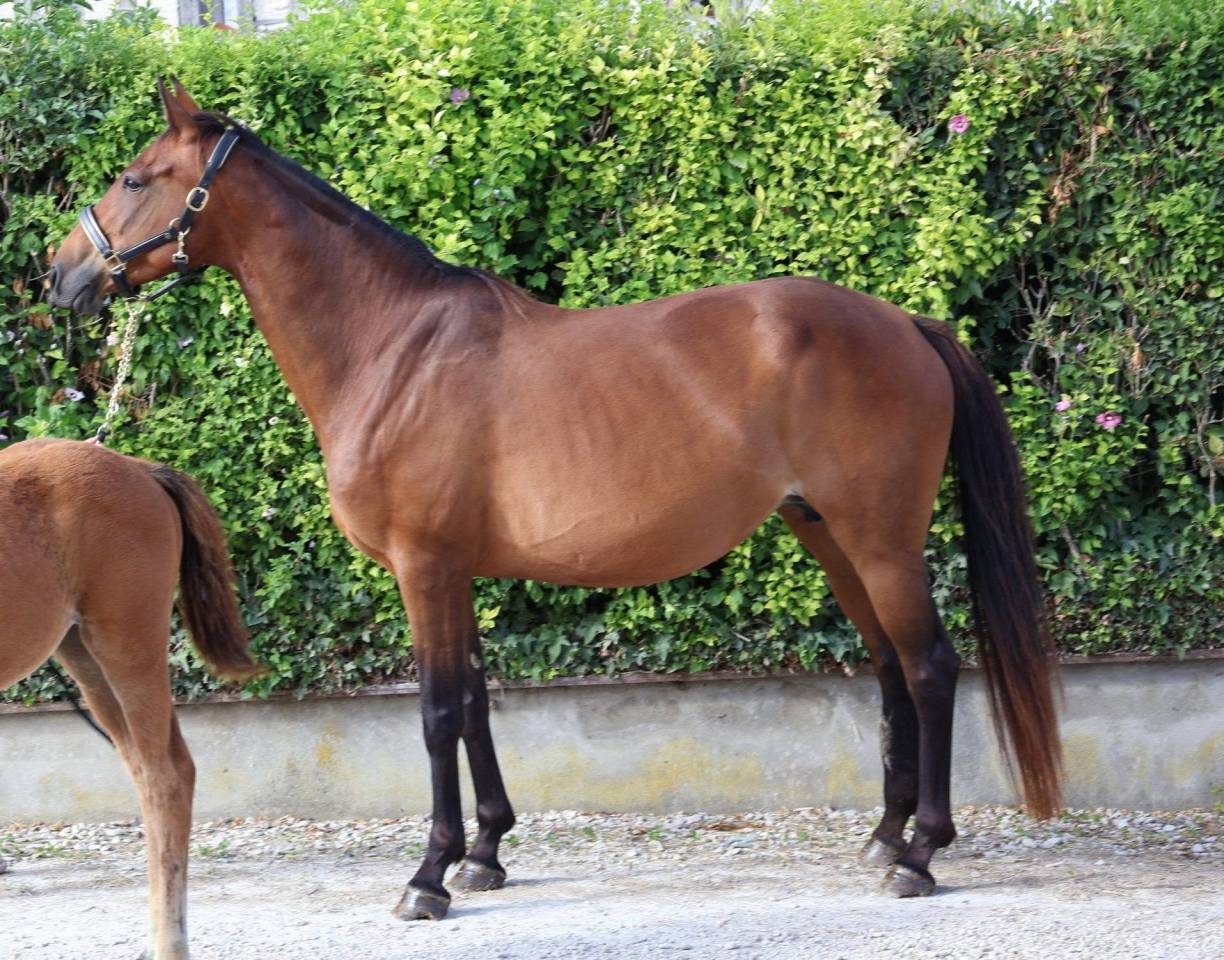 Cavalla Sella Francese In vendita 2016 Baio ,  READY BOY DES FORETS