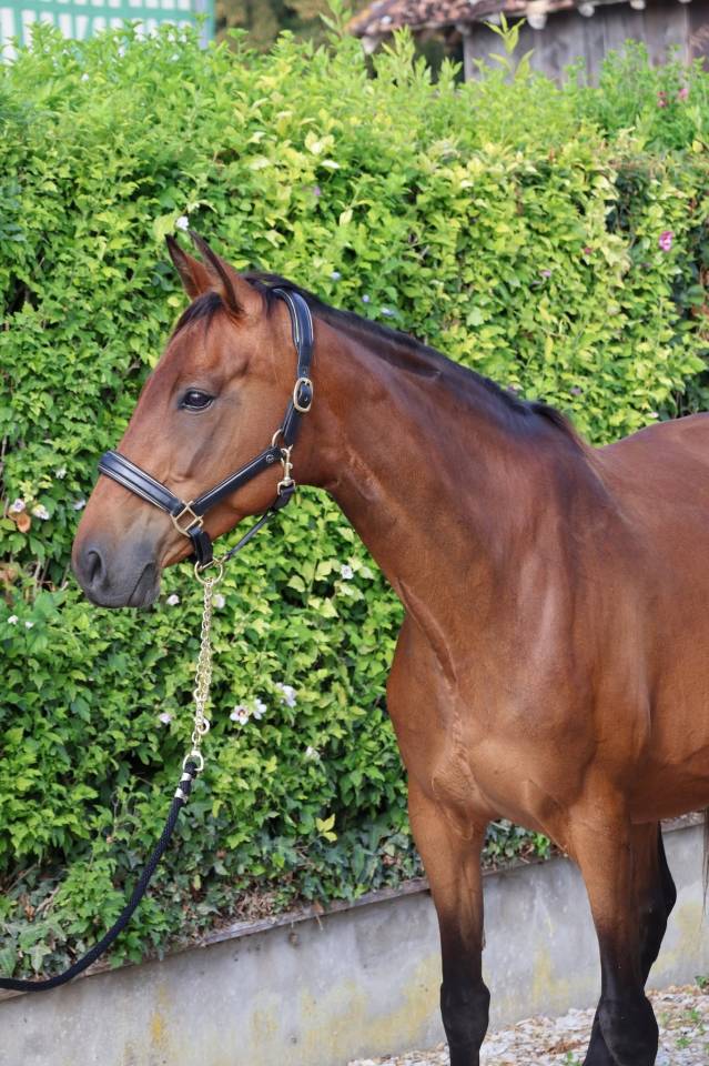 Cavalla Sella Francese In vendita 2016 Baio ,  READY BOY DES FORETS