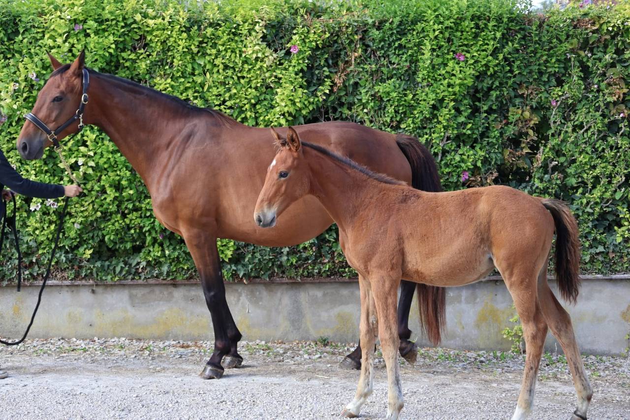 Cavalla Sella Francese In vendita 2016 Baio ,  READY BOY DES FORETS