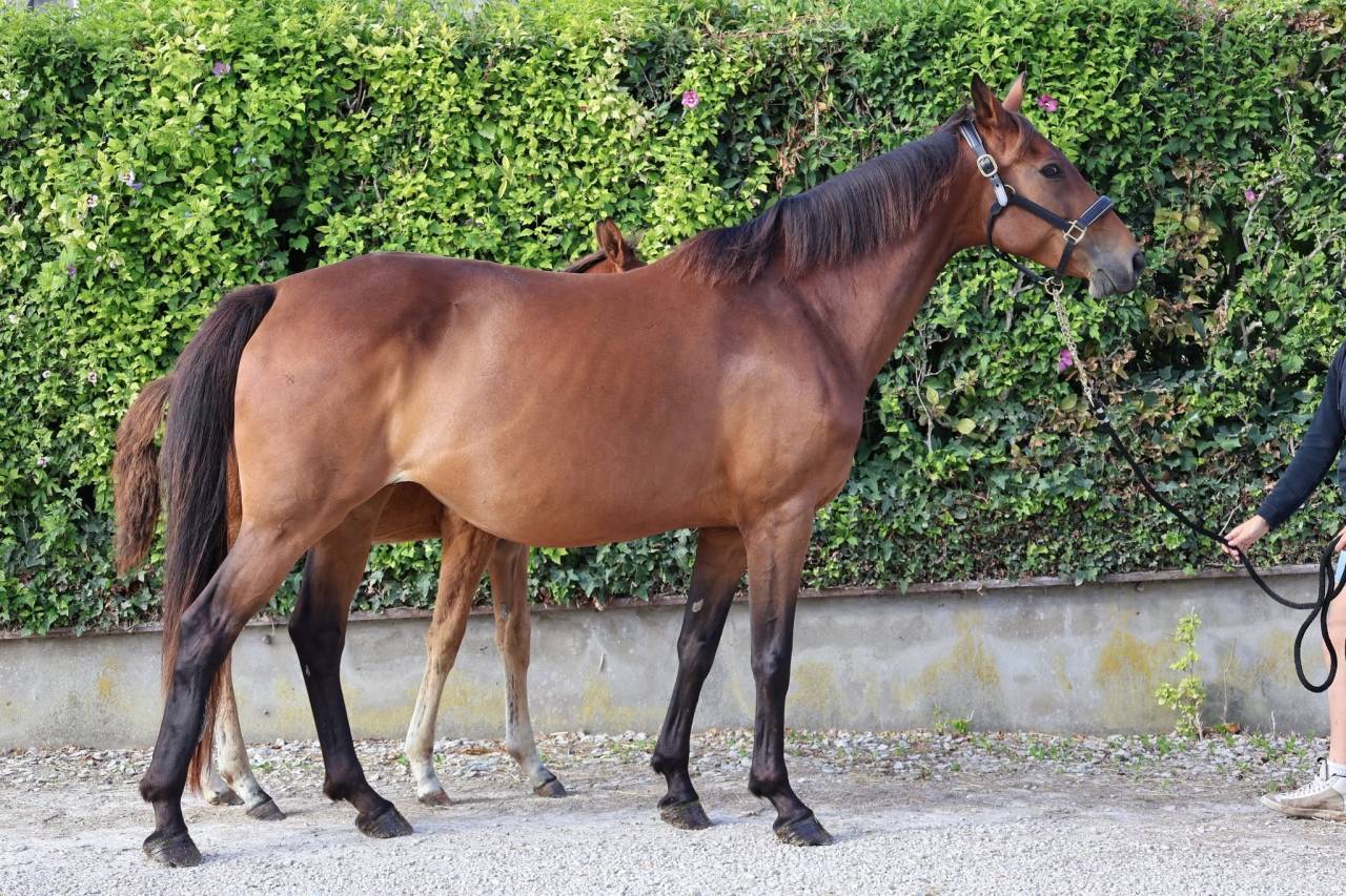 Cavalla Sella Francese In vendita 2016 Baio ,  READY BOY DES FORETS
