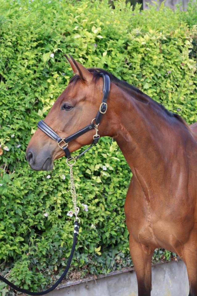 Cavalla Sella Francese In vendita 2016 Baio ,  READY BOY DES FORETS