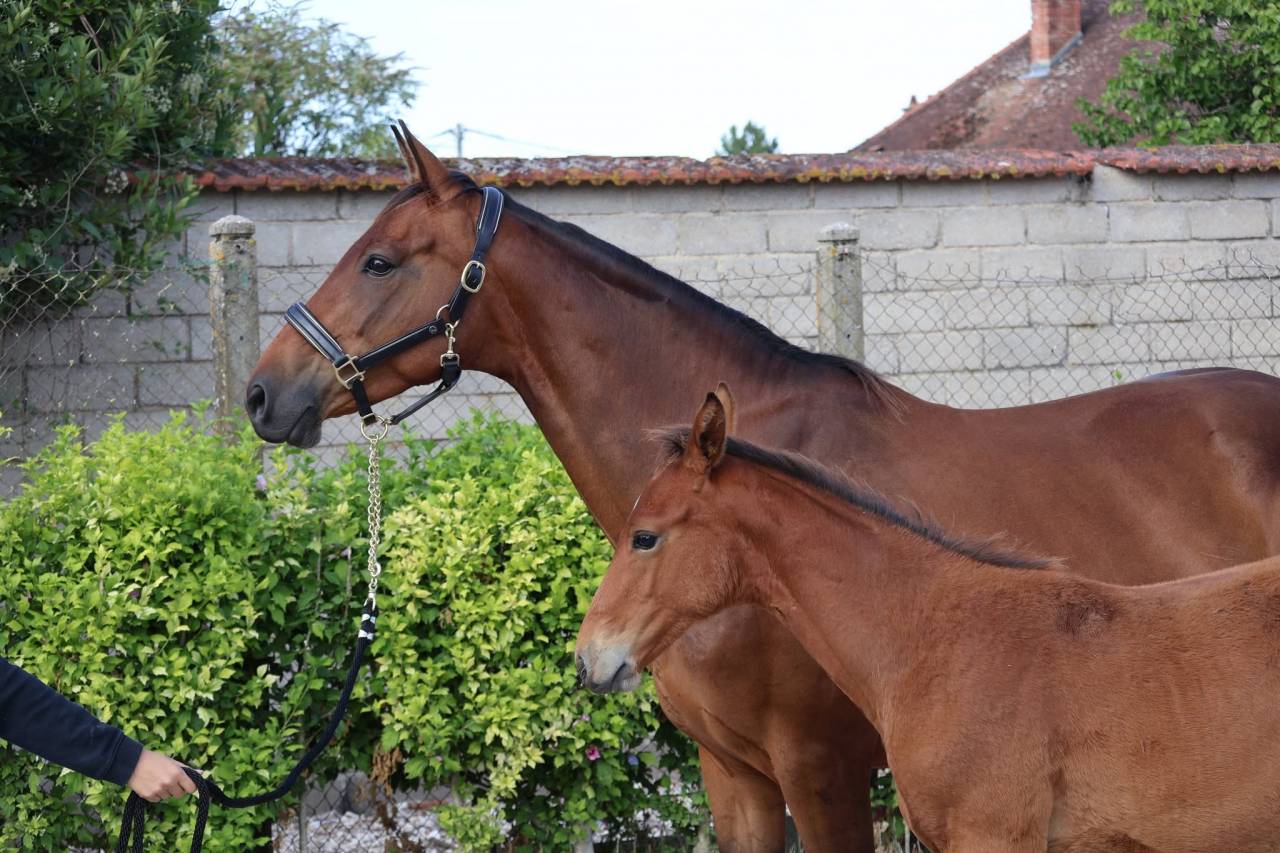 Cavalla Sella Francese In vendita 2016 Baio ,  READY BOY DES FORETS