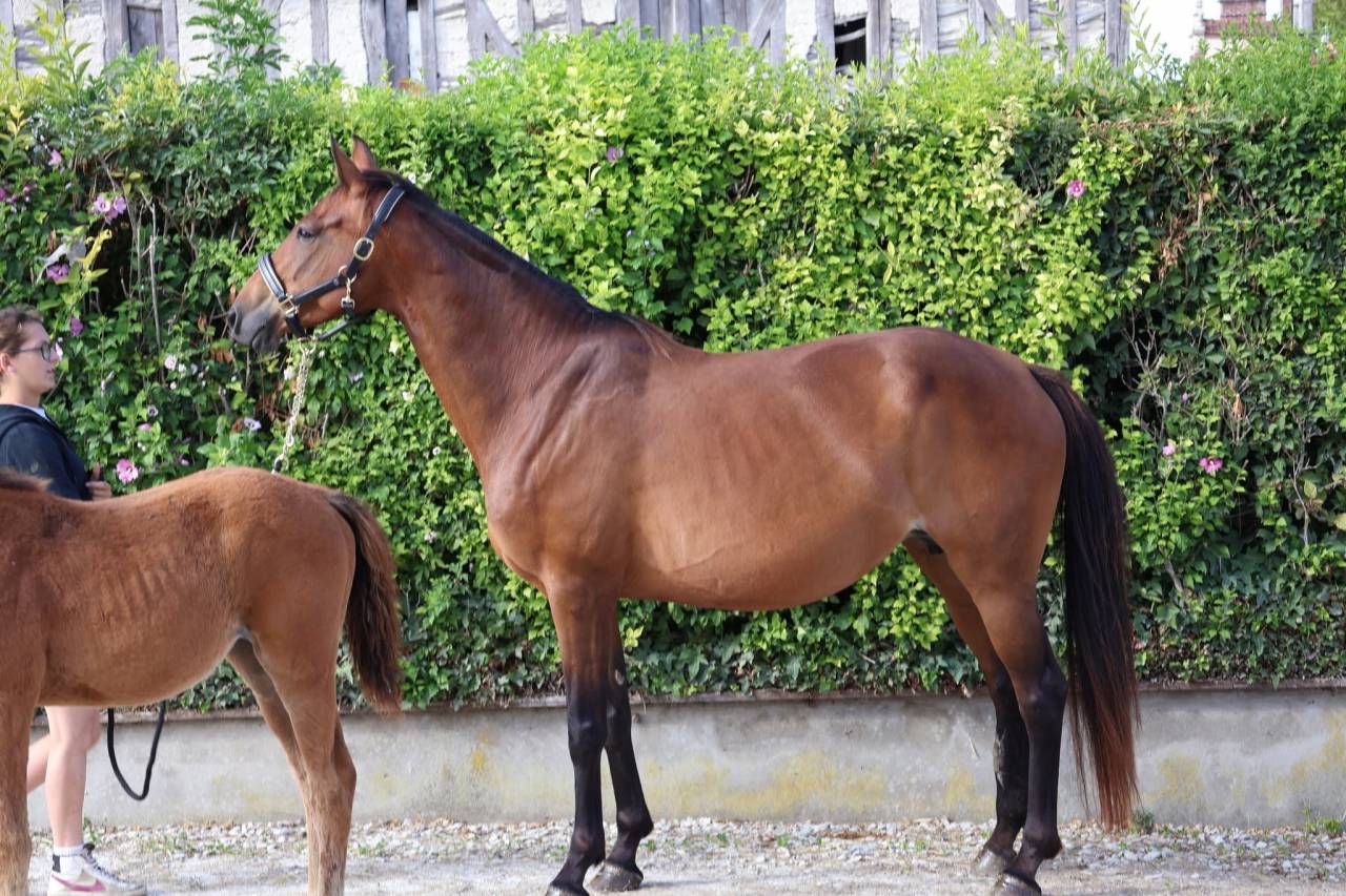 Cavalla Sella Francese In vendita 2016 Baio ,  READY BOY DES FORETS