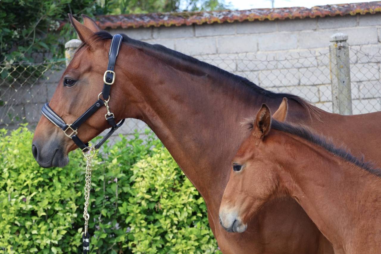 Cavalla Sella Francese In vendita 2016 Baio ,  READY BOY DES FORETS