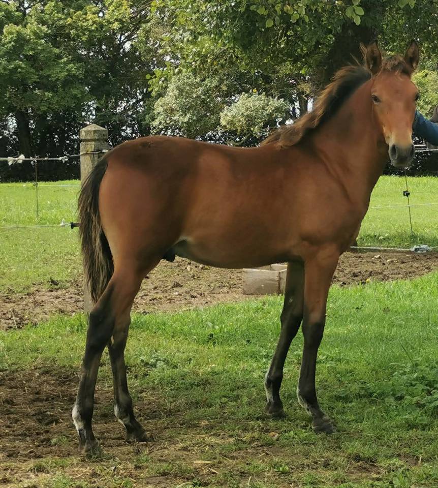 Castrone PRE Andaluso In vendita 2023 Baio ,  Doblon-TR