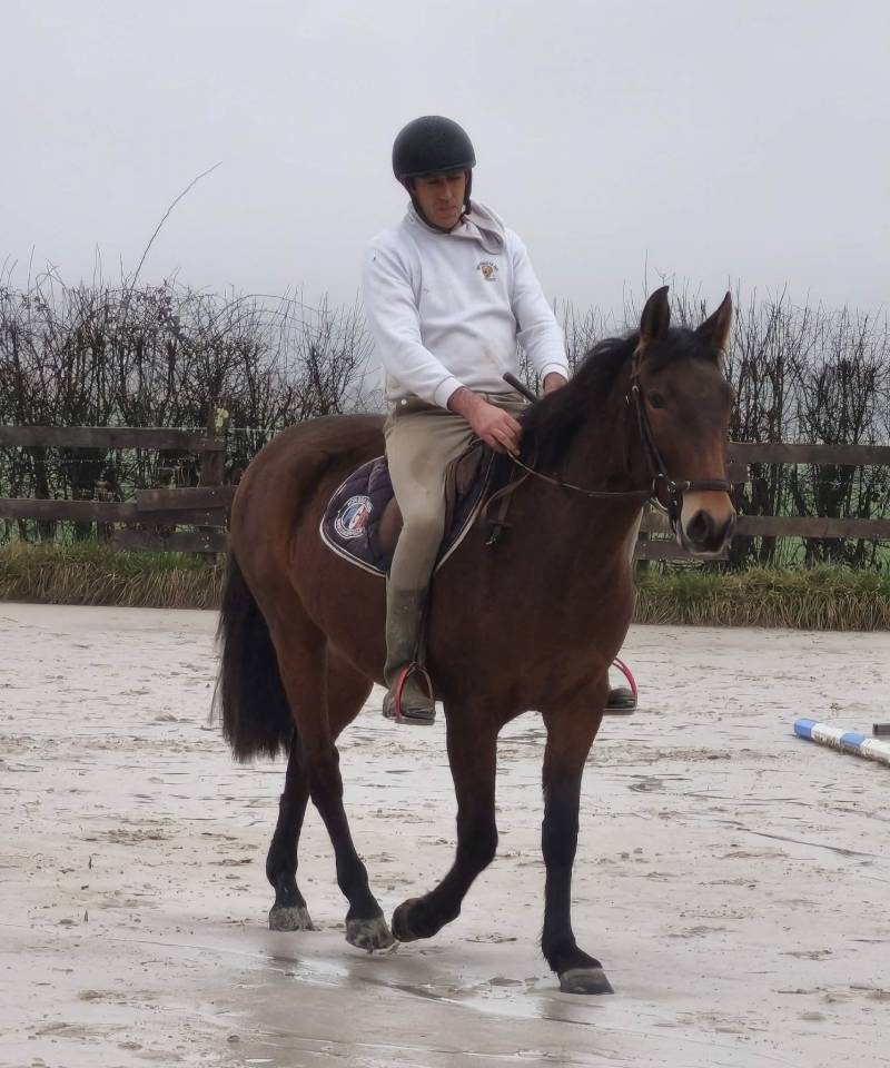 Castrone PRE Andaluso In vendita 2023 Baio ,  Doblon-TR