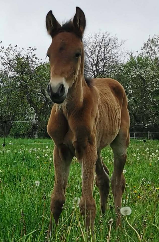 Castrone PRE Andaluso In vendita 2023 Baio ,  Doblon-TR