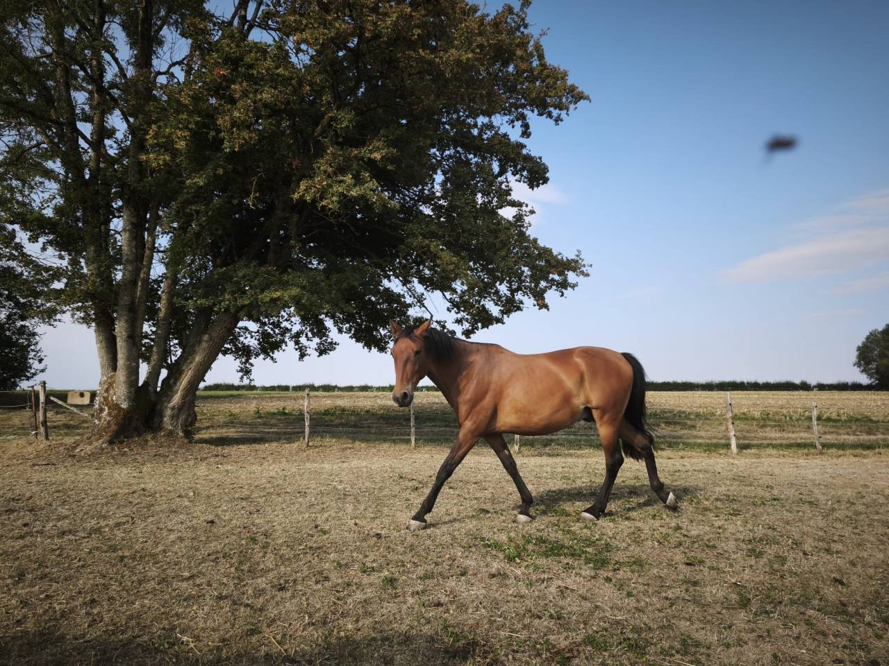 Castrone PRE Andaluso In vendita 2023 Baio ,  Doblon-TR